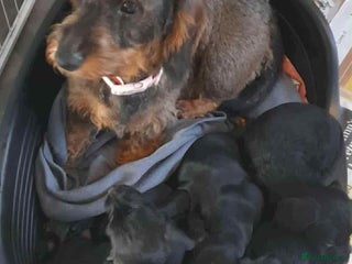 Mixed Breed dogs for sale: Stunning pups looking for new home - Advert 1