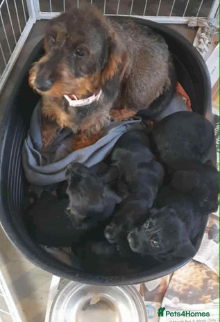 Mixed Breed dogs Stunning pups looking for new home - Advert 1