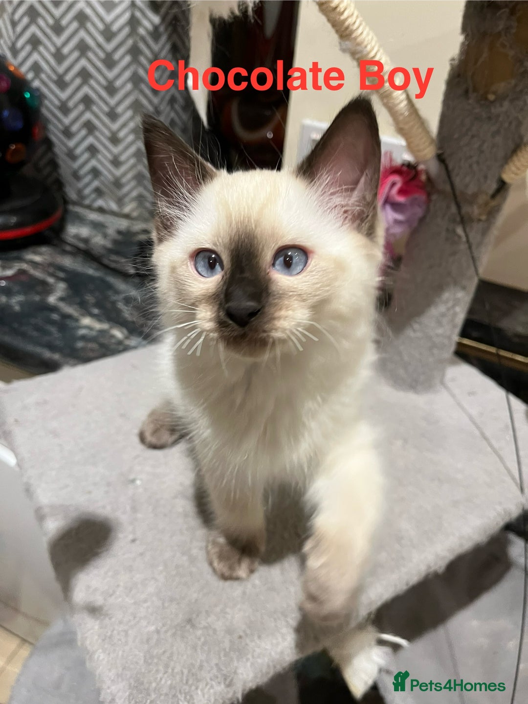 Ragdoll cats for sale: ❗️Charming Pure Ragdoll Kittens waiting love ❤️❗️ - Advert 40
