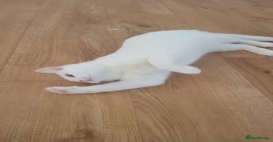 Turkish Van cats Turkish van cats - Advert 11