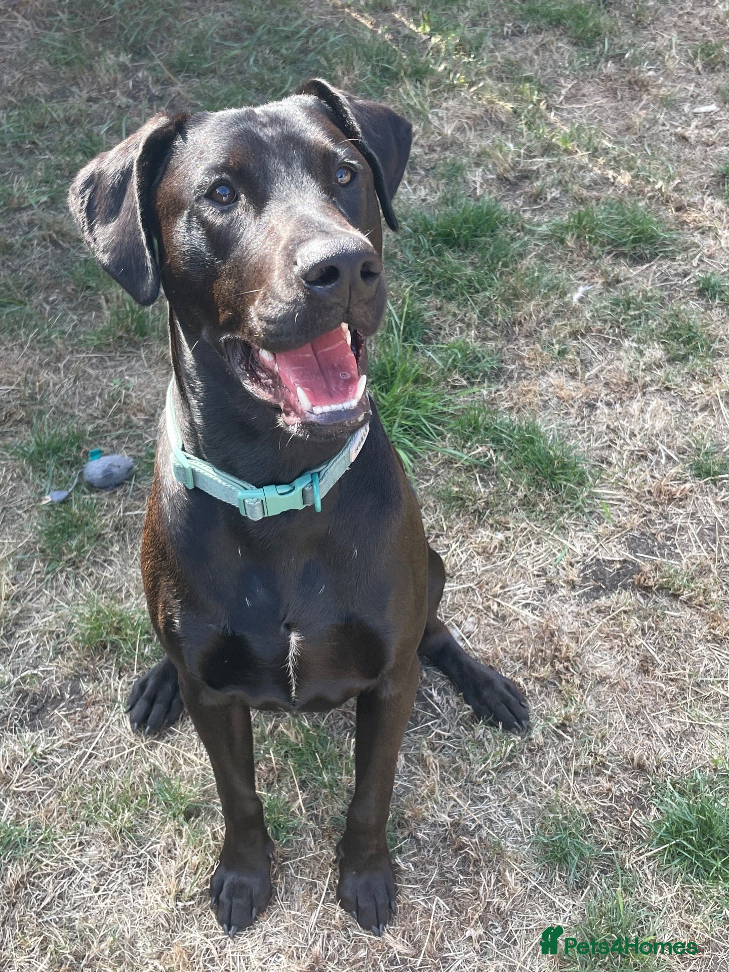 Mixed Breed dogs Doberman x Lab - Advert 2