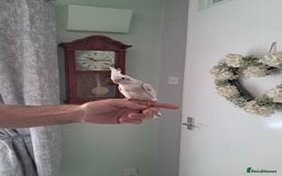 Cockatiels birds for sale: Hand reared baby cocktail very tame ready now  - Image 2