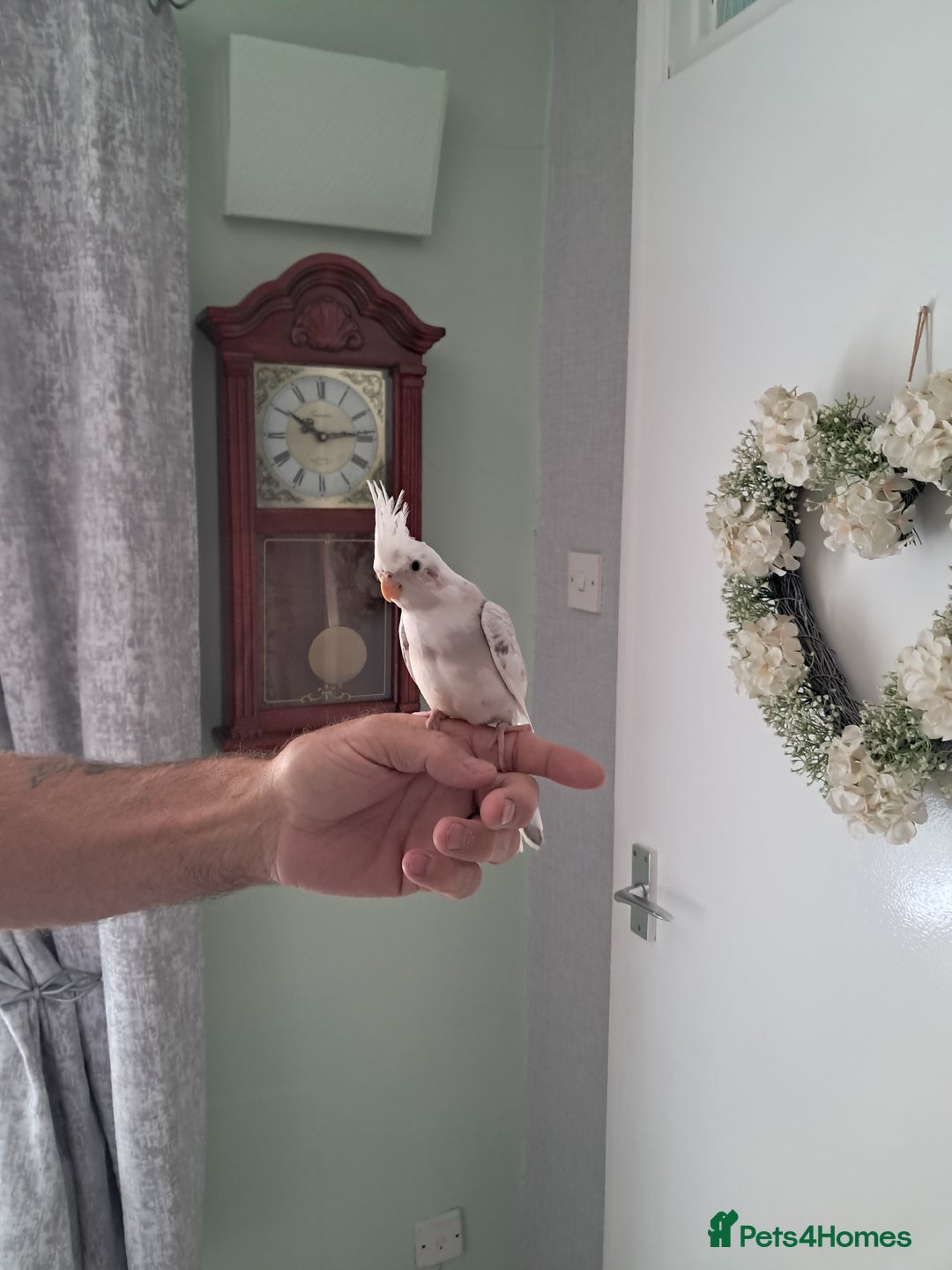 Cockatiels birds for sale: Hand reared baby cocktail very tame ready now  - Image 2