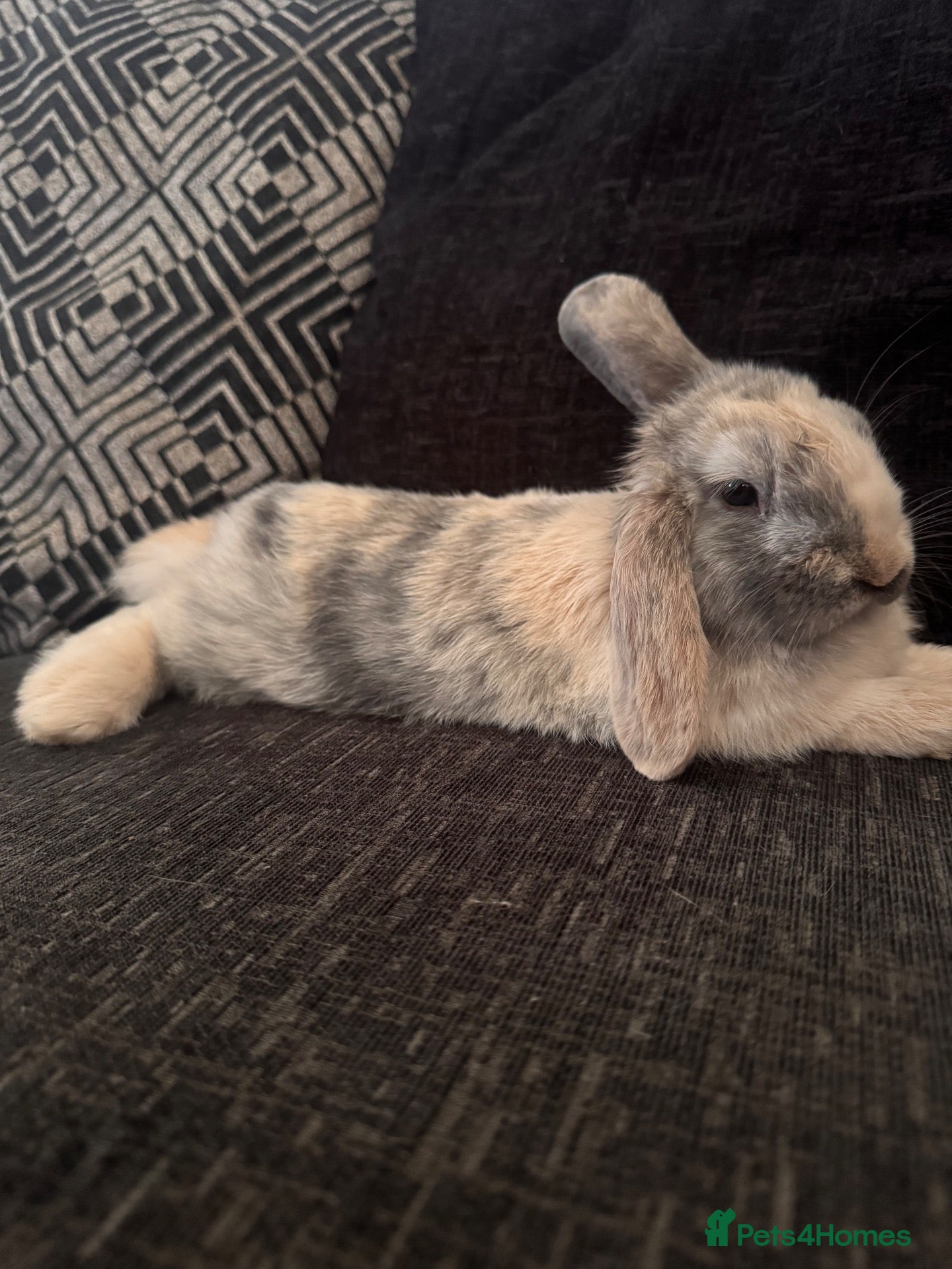 Mini Lop rabbits Mini lop - Advert 1