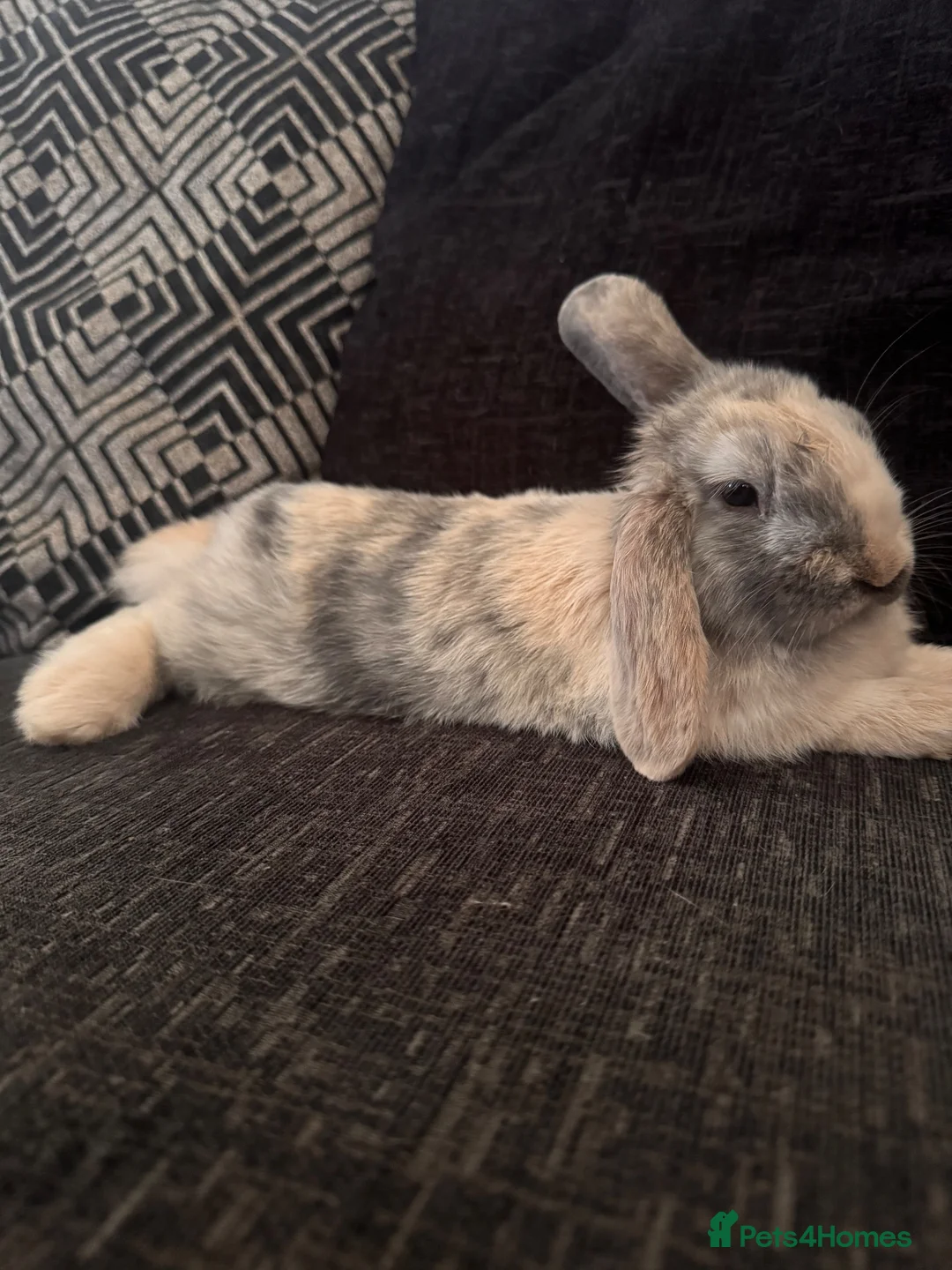 Mini Lop rabbits for sale: Mini lop in Stevenage - Advert 1
