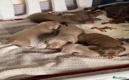 Miniature Dachshund dogs for sale: Kennel club registered dachshund puppys PRA clear  - Image 14