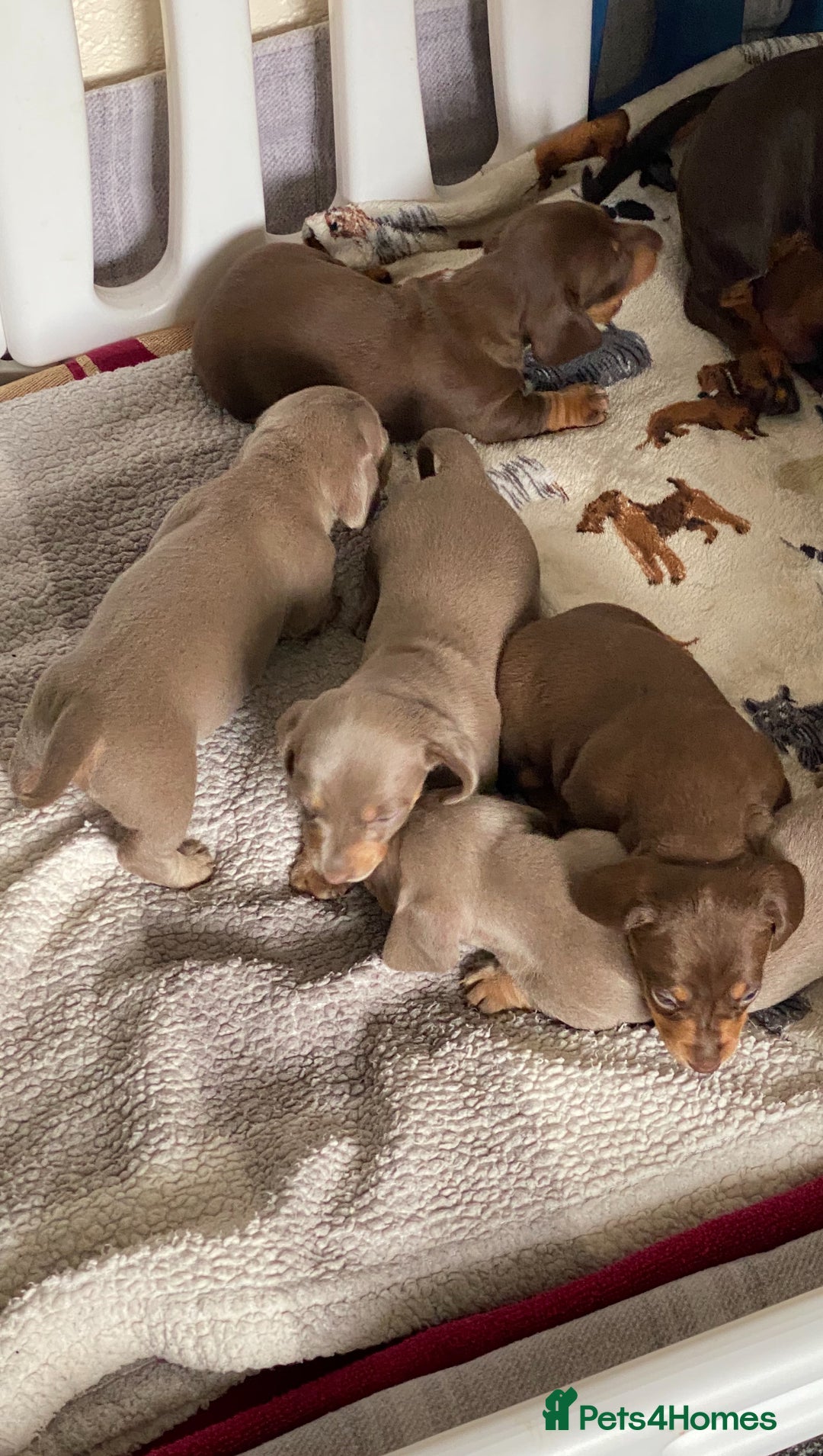 Miniature Dachshund dogs for sale: Kennel club registered dachshund puppys PRA clear  - Image 14