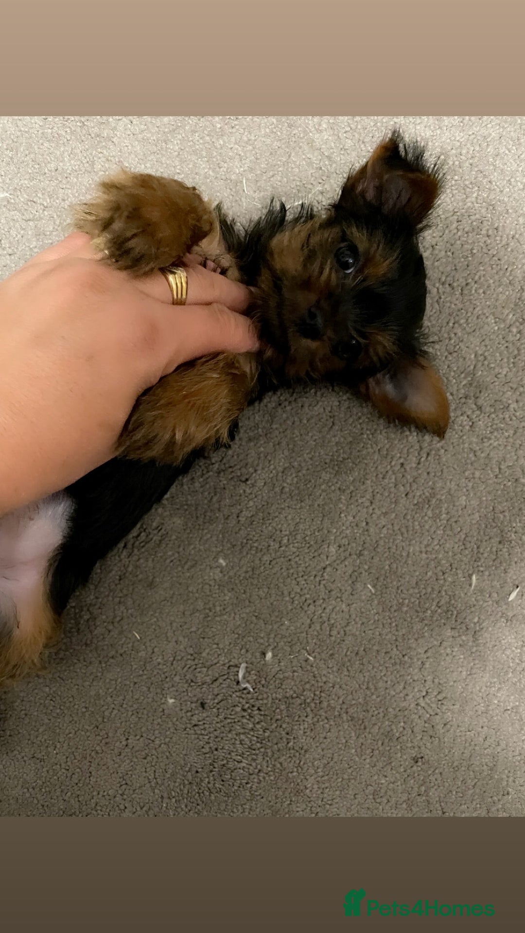 Yorkshire Terrier dogs for sale: Mini yorkshire terrier boy   - Image 13