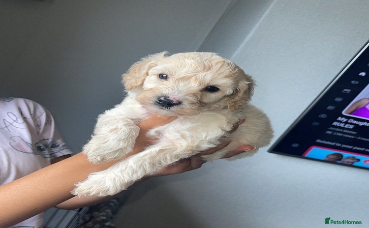 Mixed Breed dogs - Advert 13