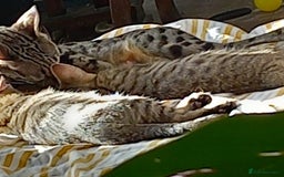 Mixed Breed cats for sale: Kittens F5 savannah - Image 6