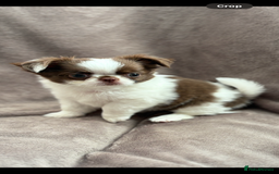 Chihuahua dogs for sale: Chihuahuas - Image 8
