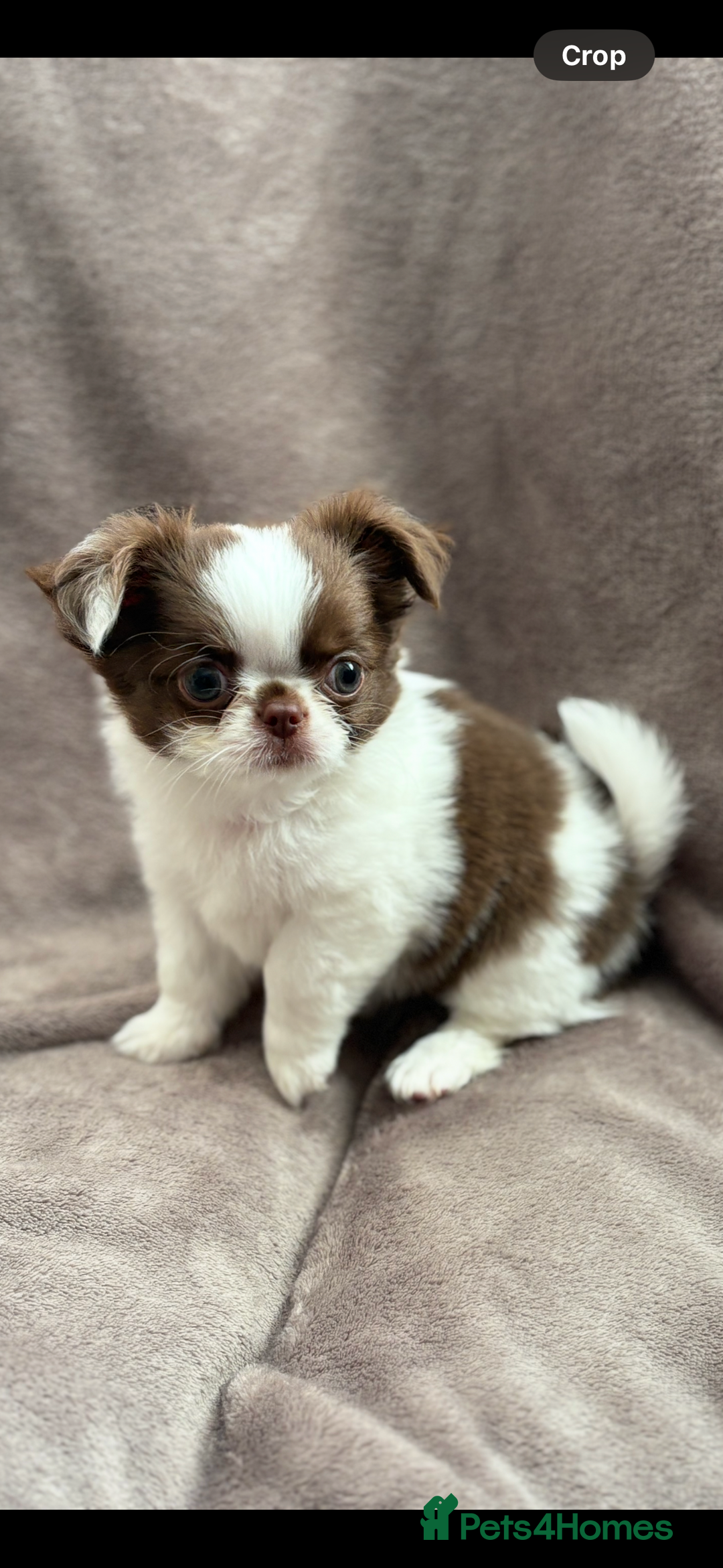 Chihuahua dogs for sale: Chihuahuas - Image 8