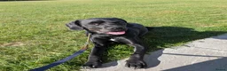Mixed Breed dogs for sale: Mylo - Rottweiler X - Advert 1