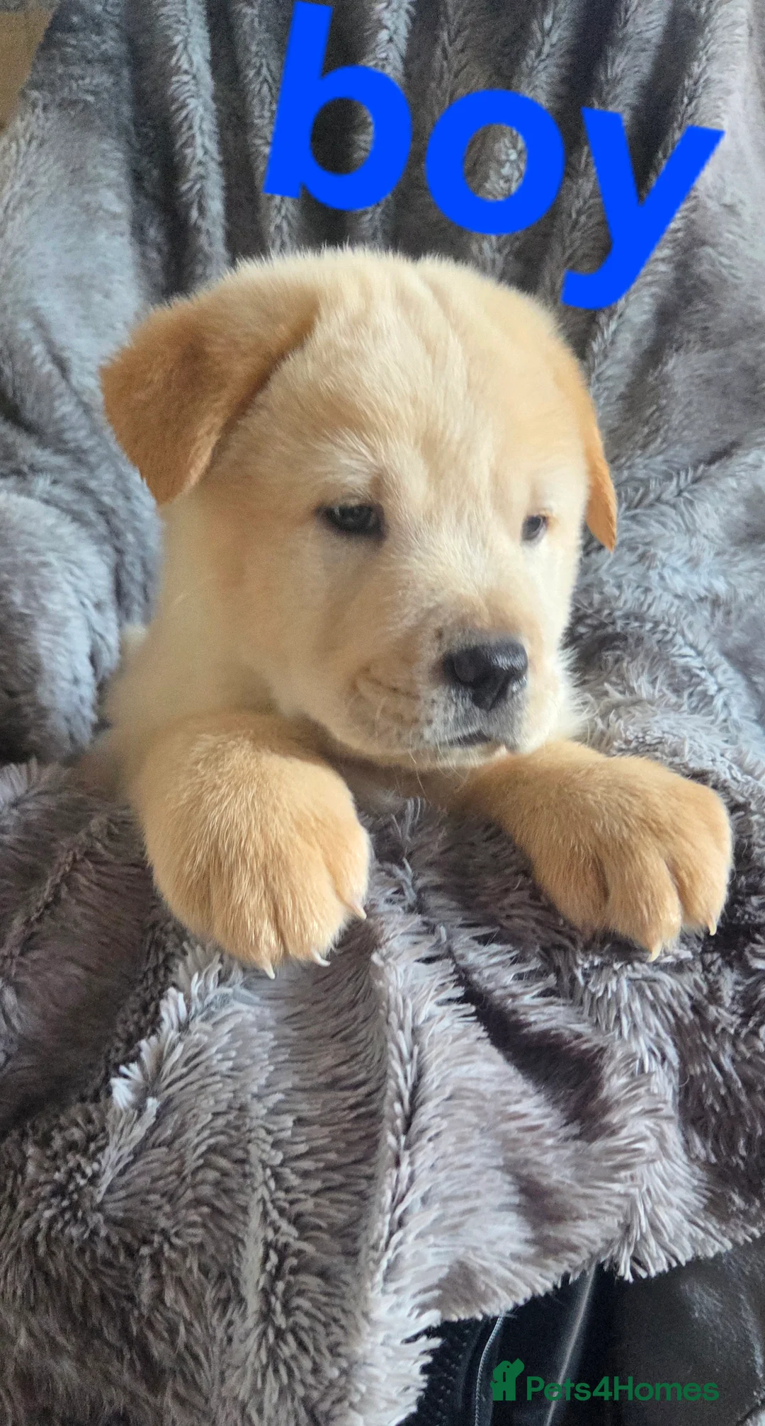 Mixed Breed dogs for sale: Chow cross puppies  - Advert 2