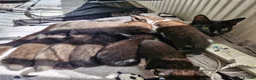 Mixed Breed cats for sale: 5 black/ black and white kittens - Advert 3