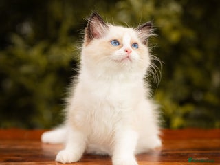 Ragdoll cats - Advert 15