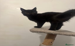 Mixed Breed cats for sale: 2 gorgeous black long haired girls - Image 5