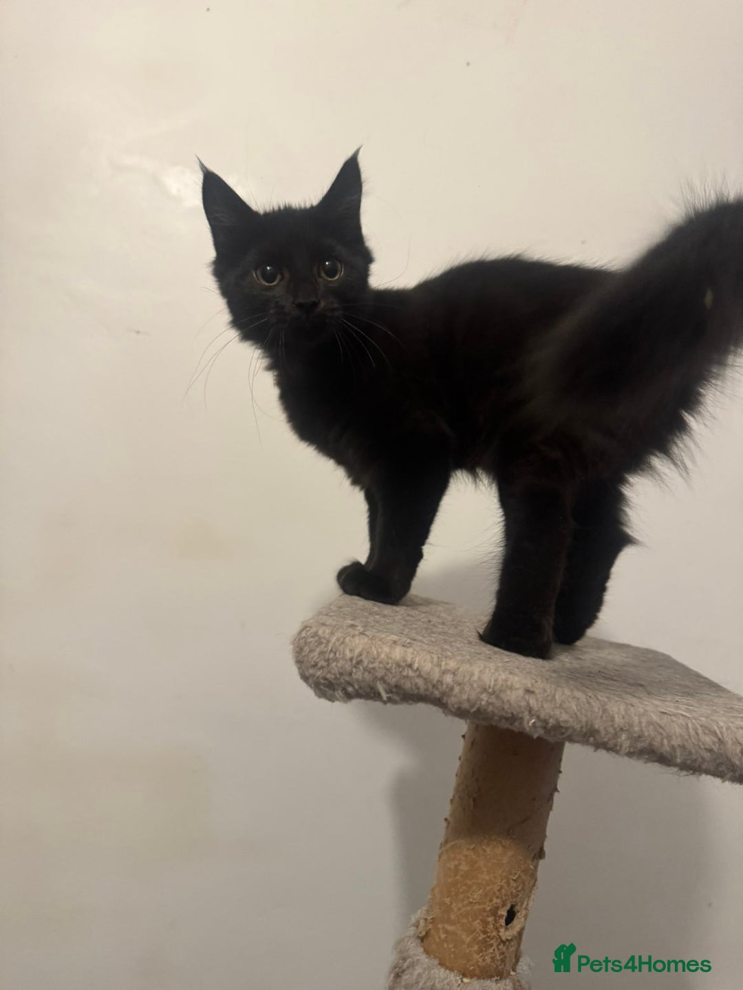 Mixed Breed cats for sale: 2 gorgeous black long haired girls - Image 5
