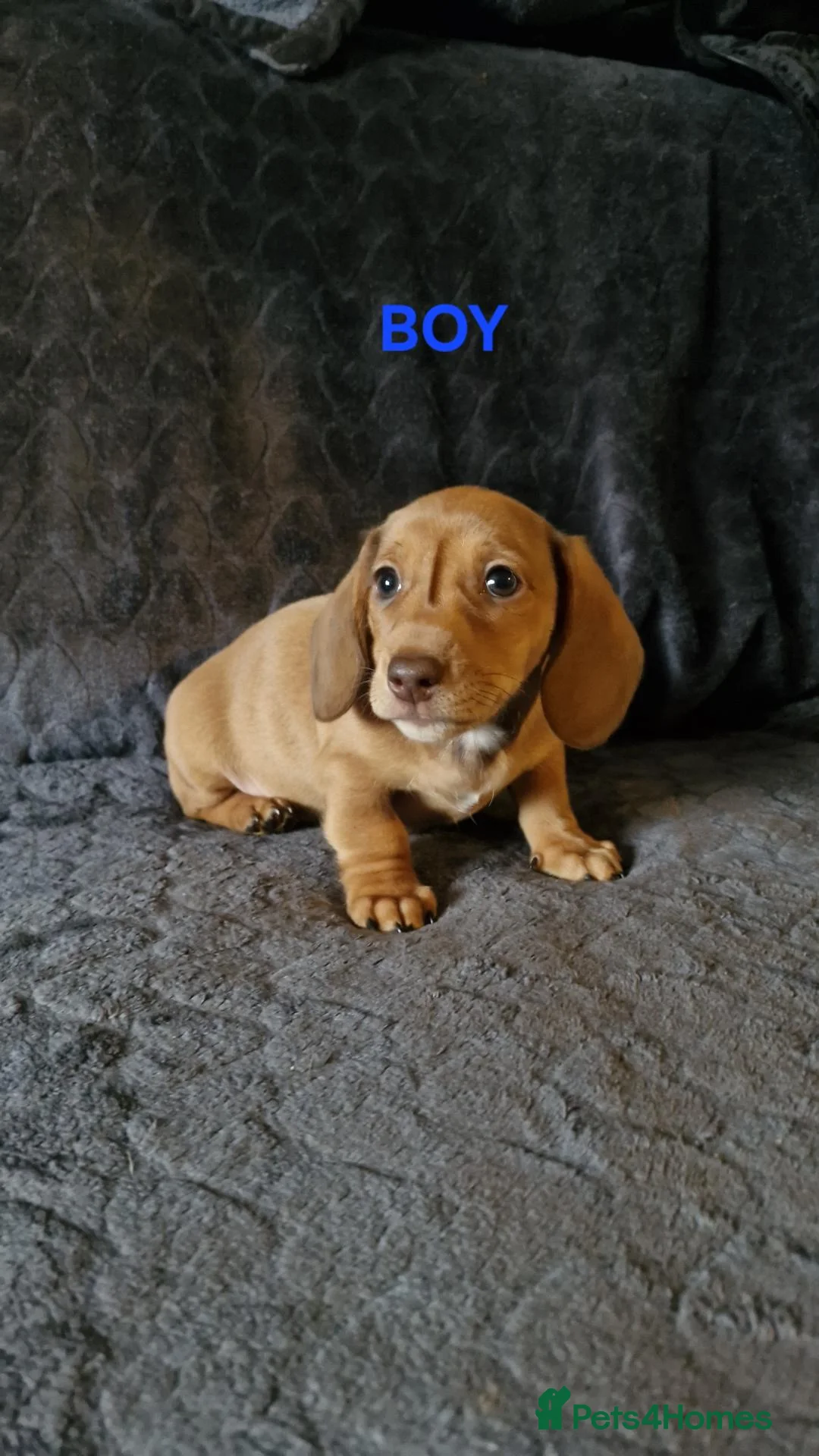 Miniature Dachshund dogs for sale: miniature dachshunds - Advert 2