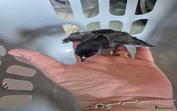 Chickens poultry for sale: Pekin Bantam Chicks 3 weeks old - Image 4
