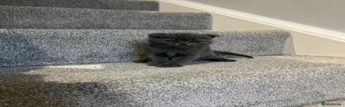 Scottish Fold Kitten 1