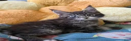Maine Coon cats for sale: Stunning Maine Coon Kittens Available - Advert 3