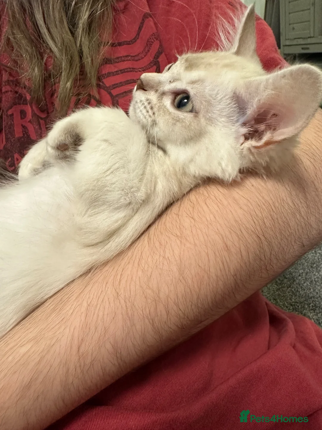 Asian cats for sale: Gccf reg Pedigree kittens  - Advert 10