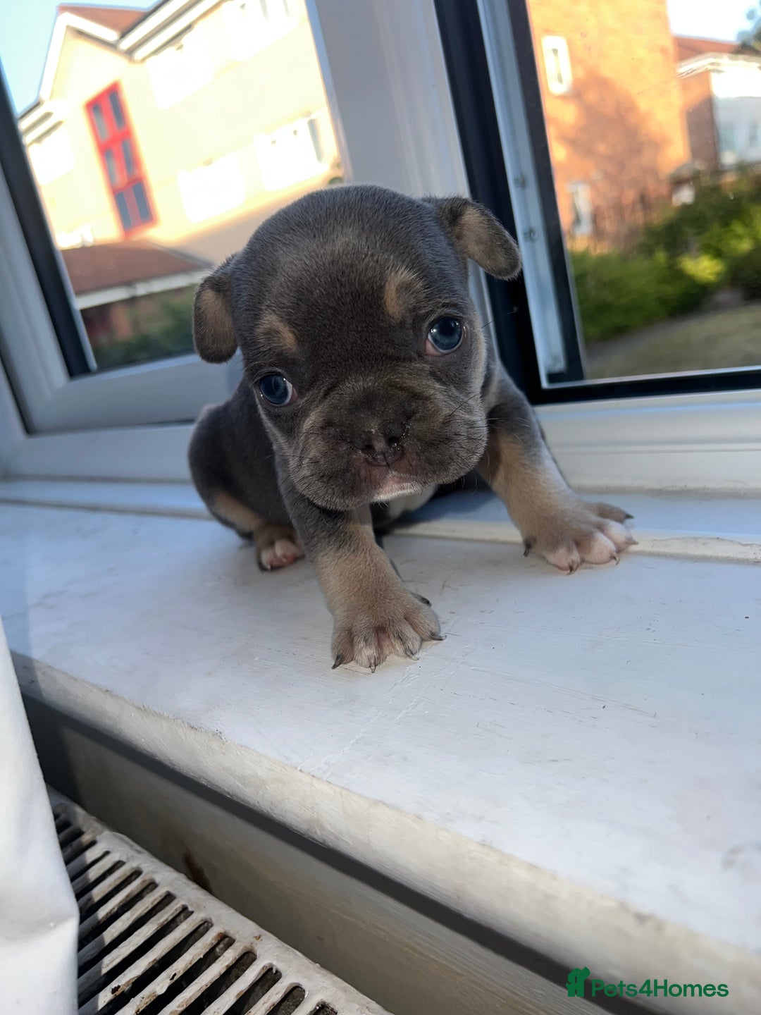 French Bulldog dogs for sale: French bulldogs - Image 9