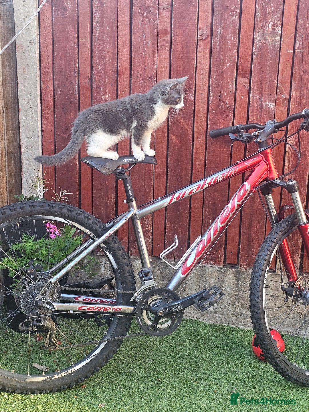 Mixed Breed cats for sale: Marley  - Advert 3