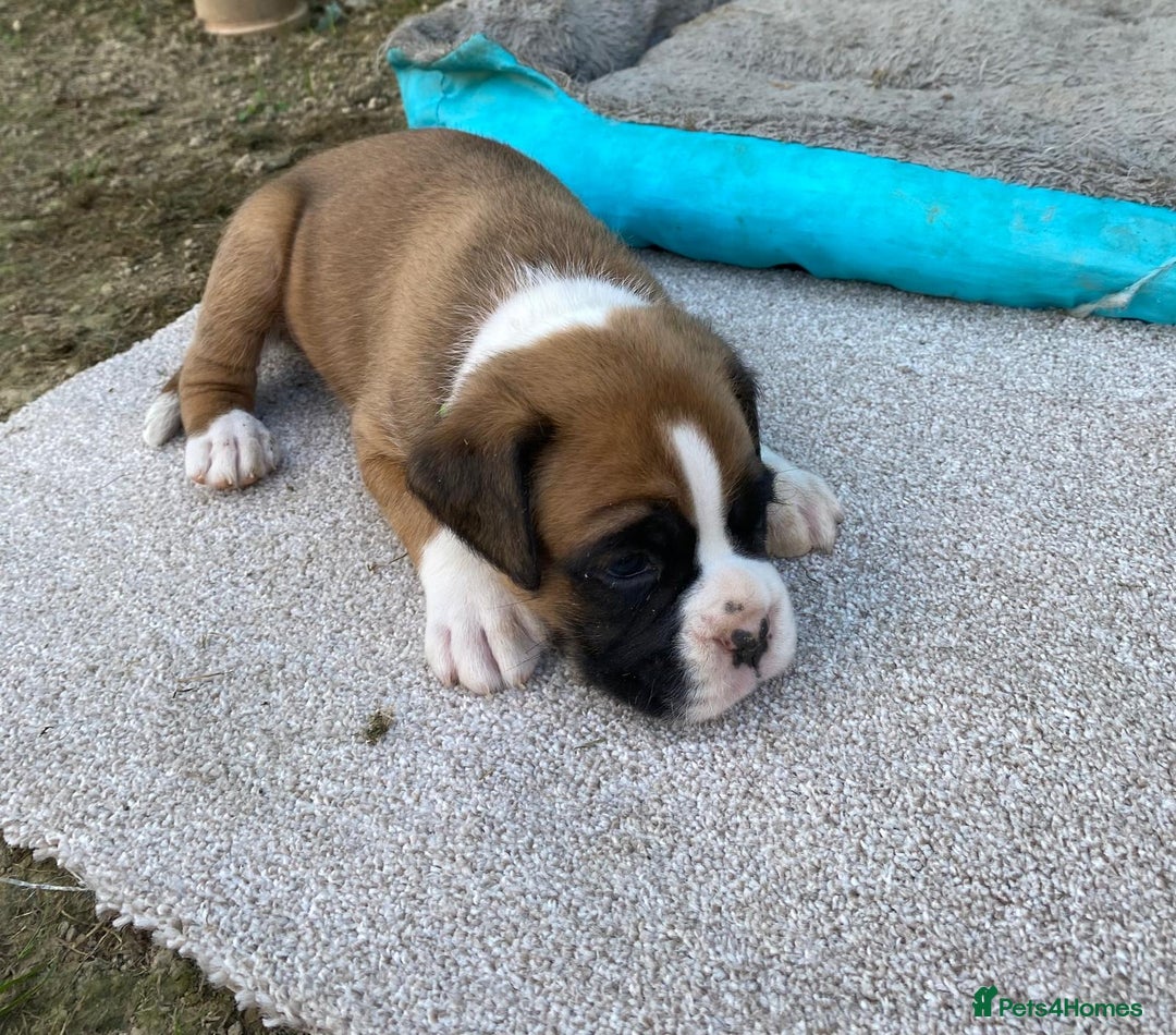 Boxer dogs for sale: Boxer puppies kennel club reg 5 star licence  - Image 30