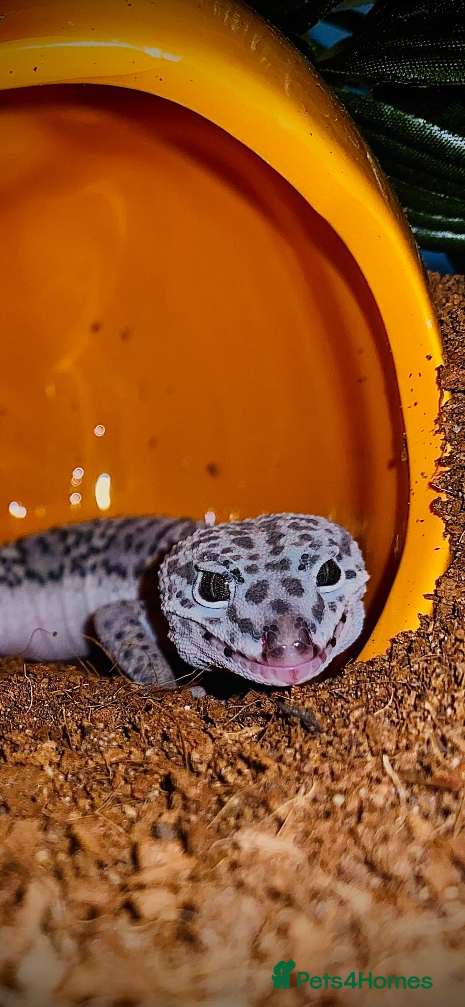 Leopard Gecko reptiles Leopard Gecko  - Advert 2