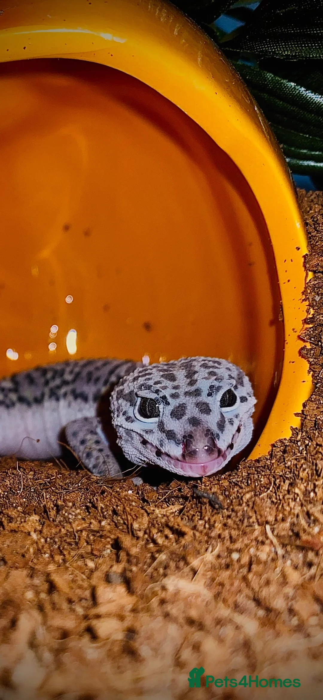 Leopard Gecko reptiles for sale: Leopard Gecko  - Advert 1