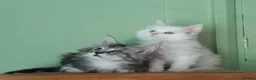 Maine Coon cats for sale: Pure Maine Coons Kittens For Sale - Advert 1