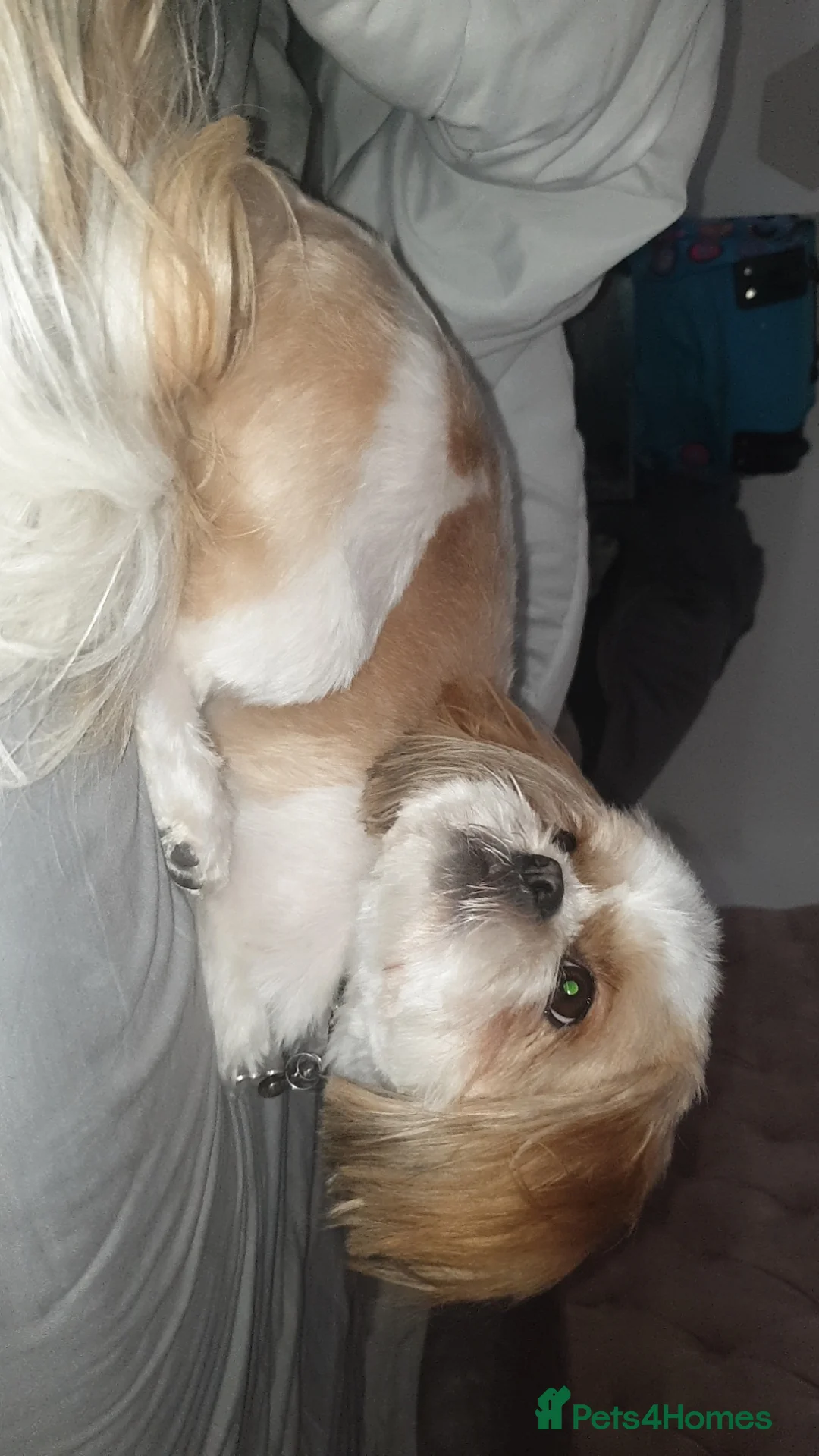 Shihpoo dogs for sale: Beautiful shihpoo puppy’s  - Advert 1