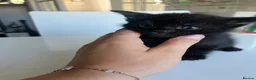 Mixed Breed cats for sale: Kittens for sale - Advert 6