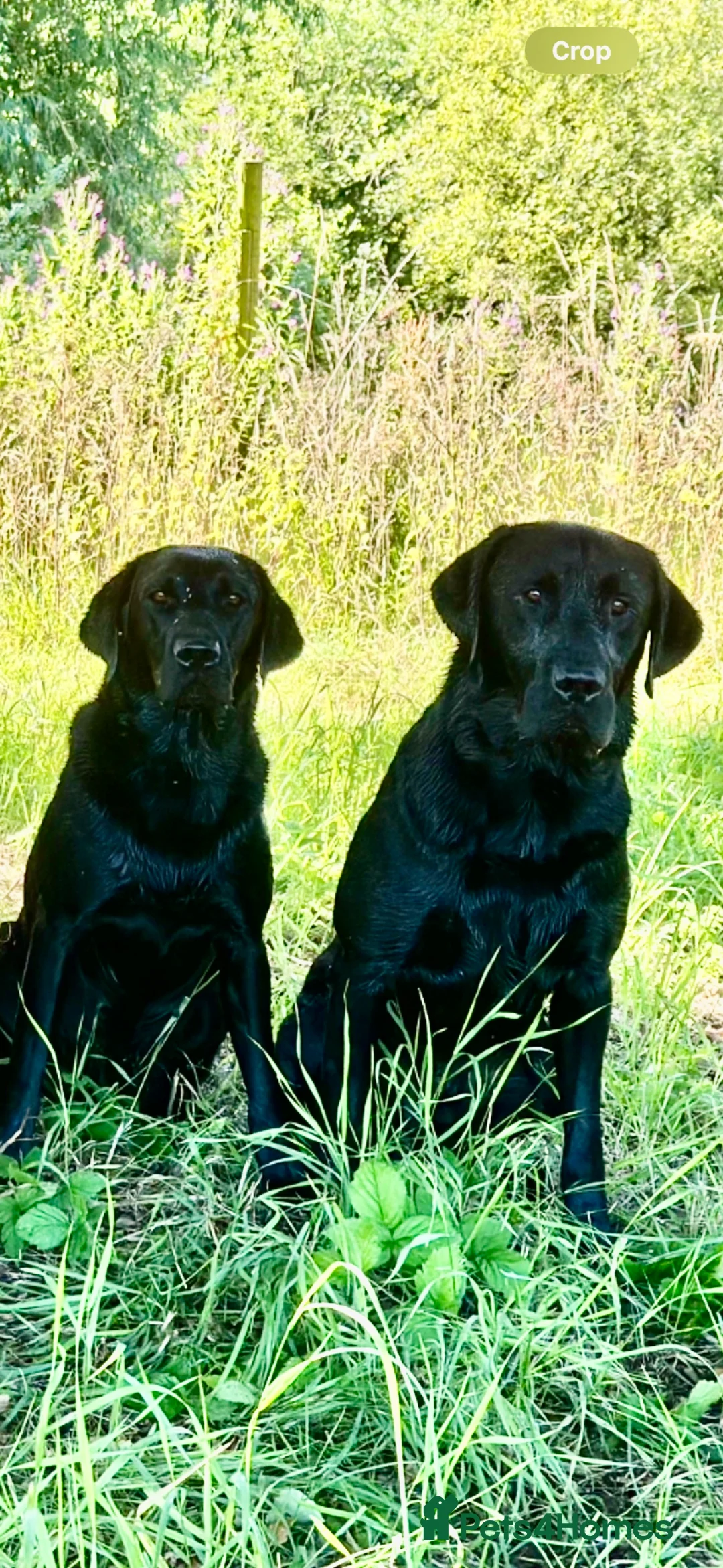 Labrador Retriever dogs for sale: Traditional old type , FTW sired working Labradors in Newark - Advert 2