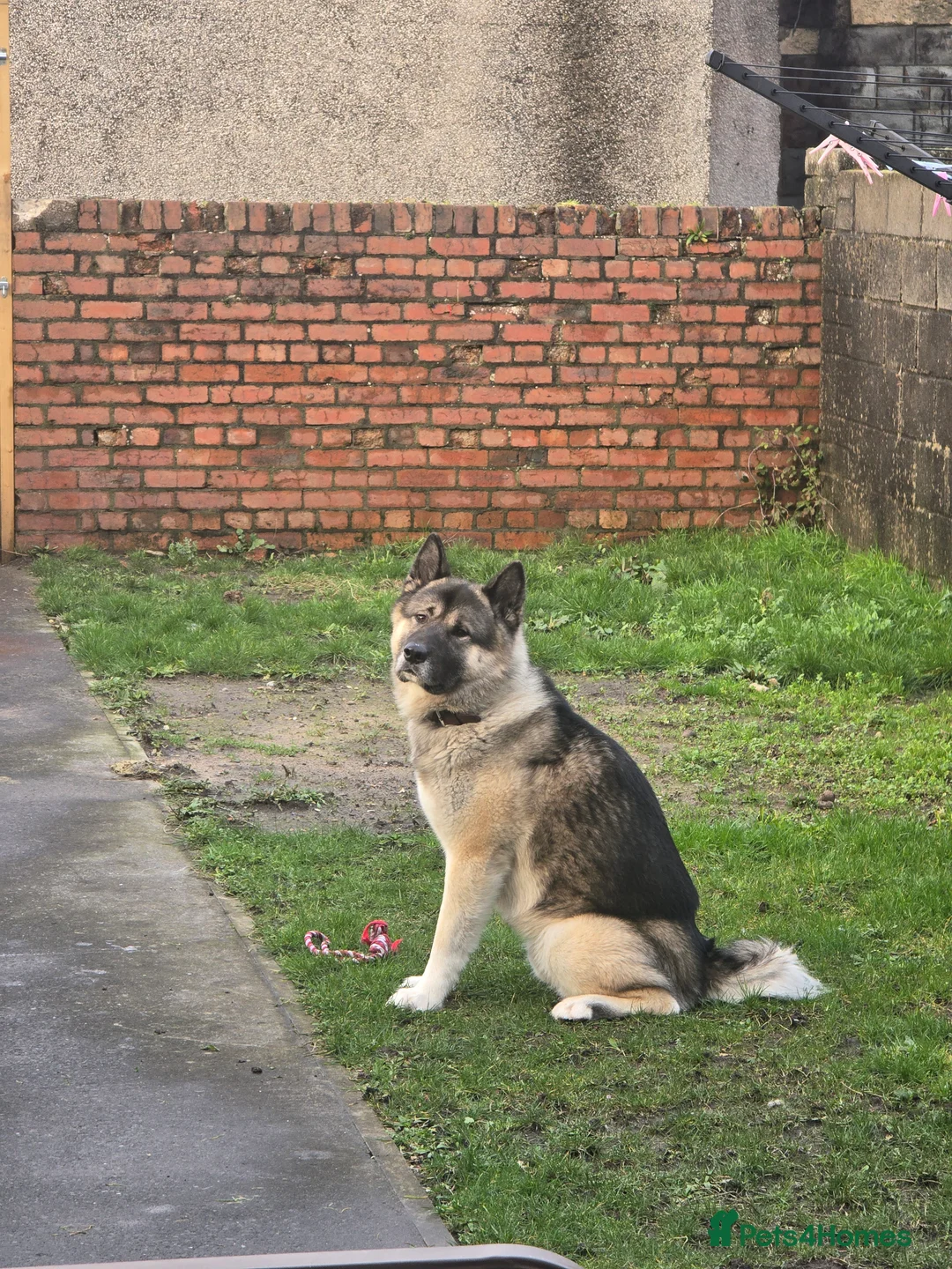 Mixed Breed dogs for sale: Pedro - Advert 1