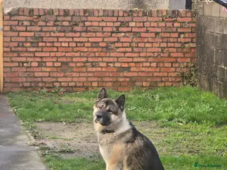 Mixed Breed dogs Pedro - Advert 5