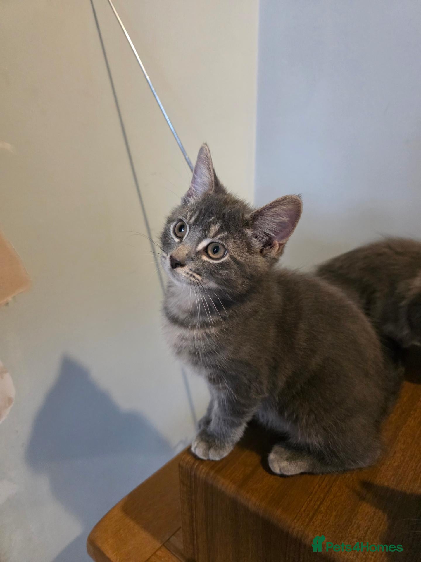 Mixed Breed cats 1 Norwegian Forrest x Persian Chinchilla kitten - Advert 5