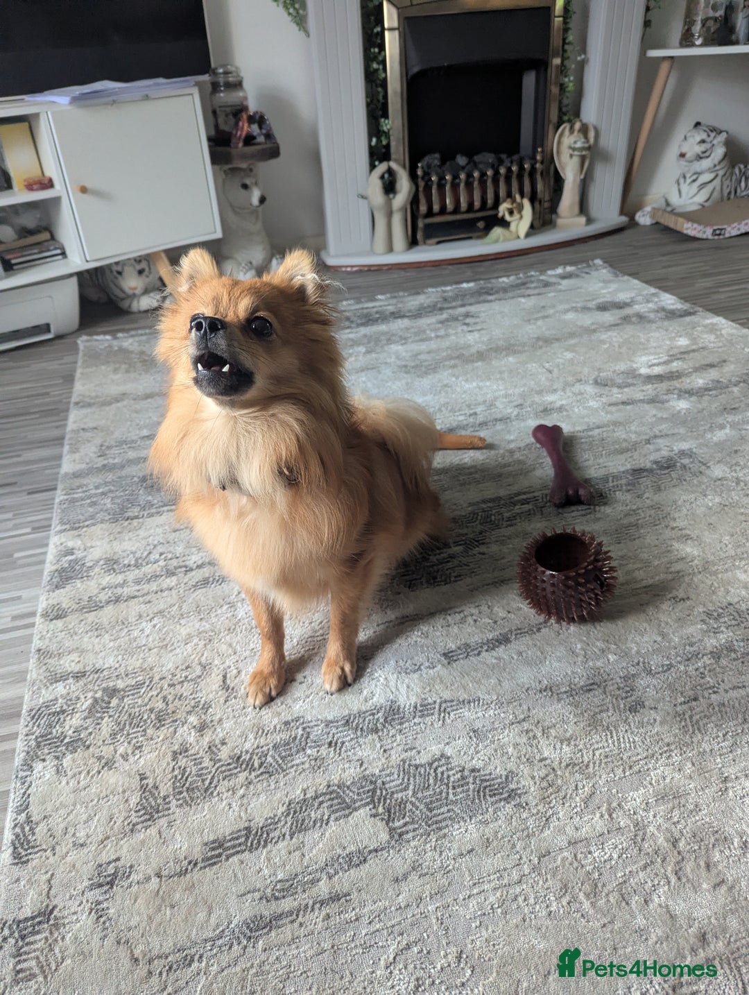 Pomchi dogs for sale: Pomchi  - Image 5