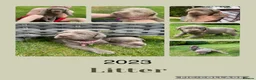Labrador Retriever dogs for sale: 🌸Extensively health tested KC silver Labrador’s🌸 - Advert 5