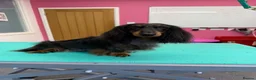 Miniature Dachshund dogs for stud: Silver dapple miniature longhaired dachshund stud - Advert 3