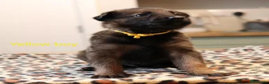 Mixed Breed 3