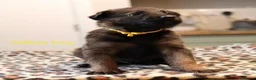 Mixed Breed dogs for sale: Belgian Malinois X German Shepherd  - Advert 9