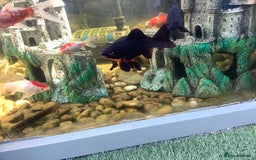 Pond Fish fish for sale: Pond fish - Image 3