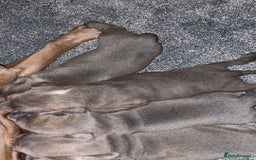 Staffordshire Bull Terrier dogs for sale: Stunning Staffordshire Bullterrier Puppies  - Image 7