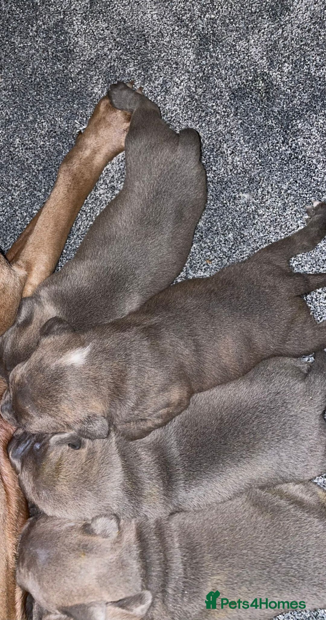 Staffordshire Bull Terrier dogs for sale: Stunning Staffordshire Bullterrier Puppies  - Image 7