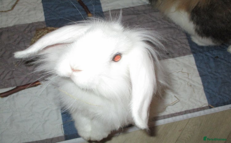 Lionhead rabbits - Advert 1
