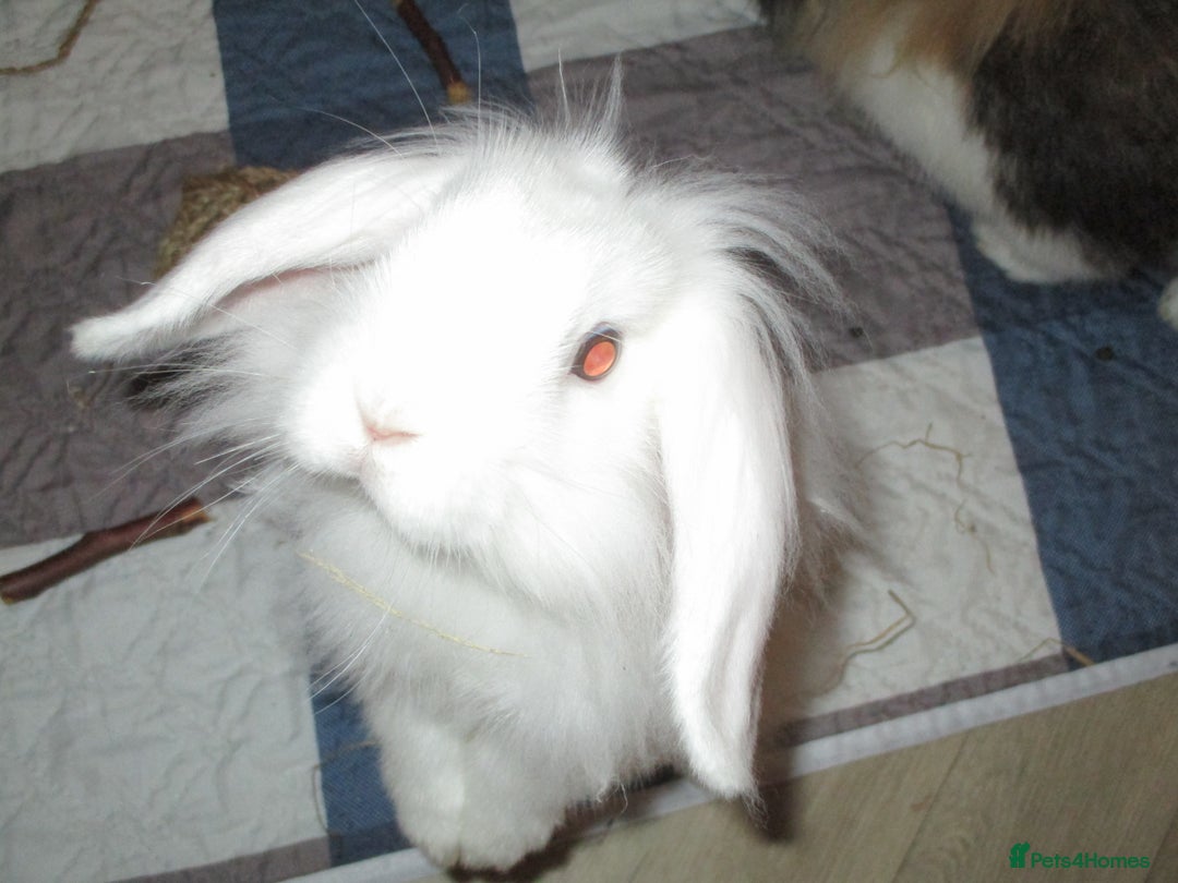 Lionhead rabbits for sale: LION HEAD LOP - Image 1