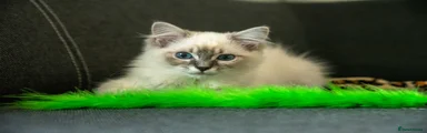 Ragdoll 3
